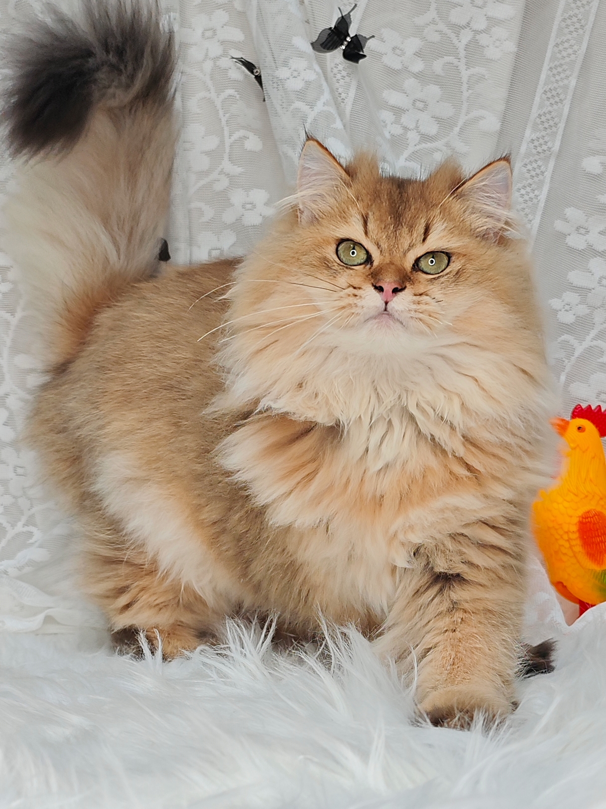 超级毛量王！成都长毛金弟弟